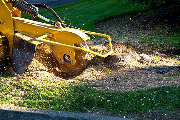 Best Stump Grinding and Removal  in Byron, CA